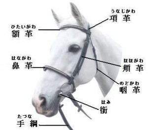 馬装のポイント 乗るまえにチェック Jodhpurs ジョッパーズ 乗馬用品 ライフスタイル