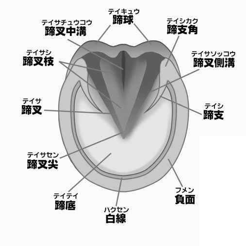 馬のお手入れ講座 お馬のひづめはデリケート Jodhpurs ジョッパーズ 乗馬用品 ライフスタイル