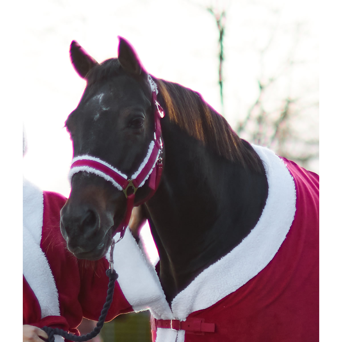 第二弾 JODHPURS クリスマスギフトコレクション2021 | JODHPURS (ジョッパーズ) 乗馬用品＆ライフスタイル