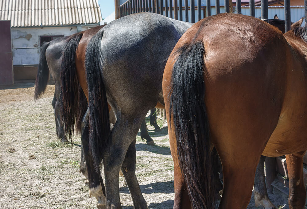 馬のためのグルーミング完全ガイド -WORLD-CLASS GROOMING FOR HORSES 