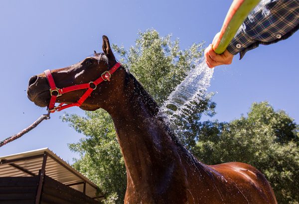 水を浴びる馬のイメージ
