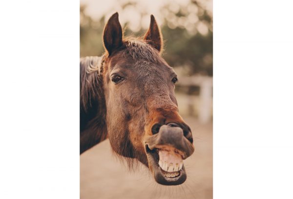 歯を見せる馬のイメージ
