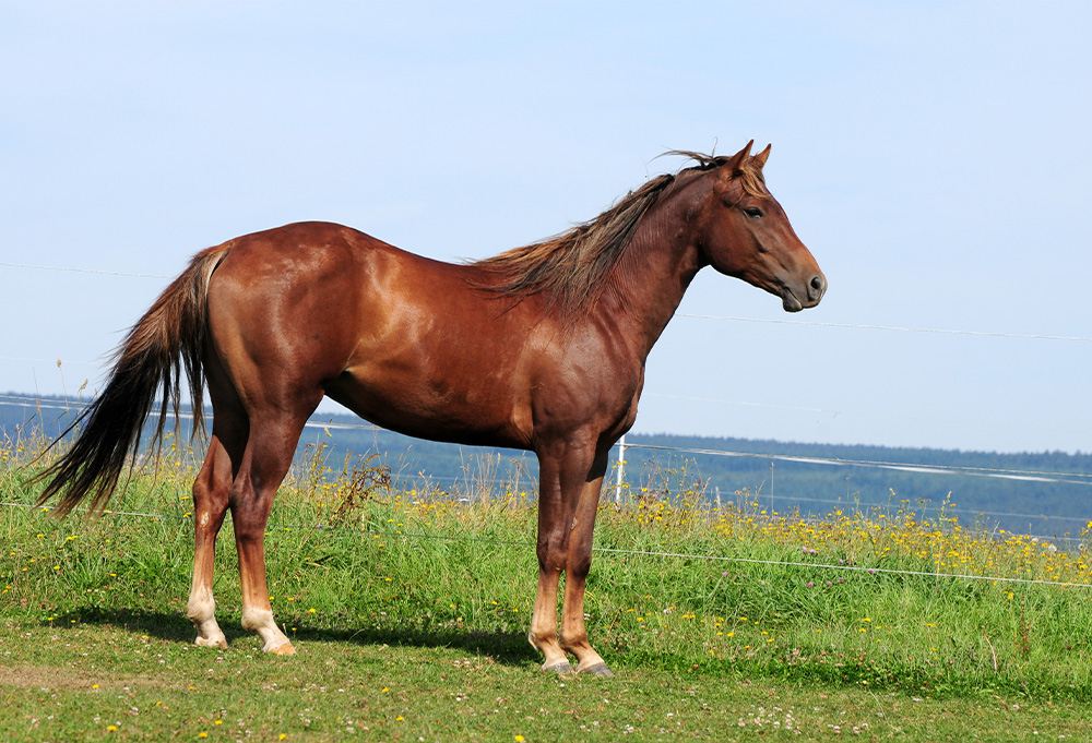 サラブレッドより速い馬？！｢クォーターホース｣をご紹介！