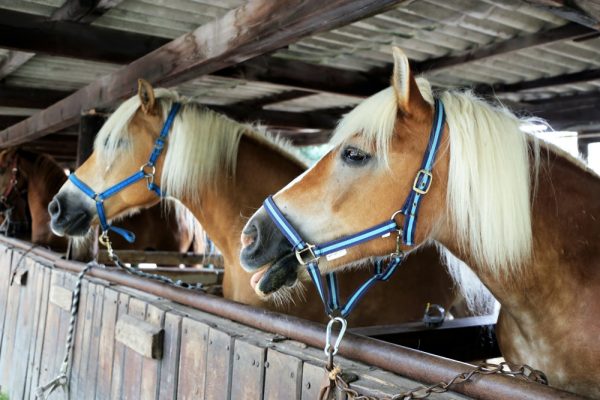 馬と馬房のイメージ