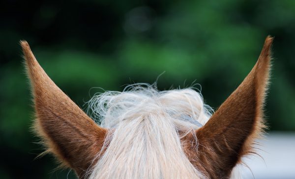馬の耳のイメージ
