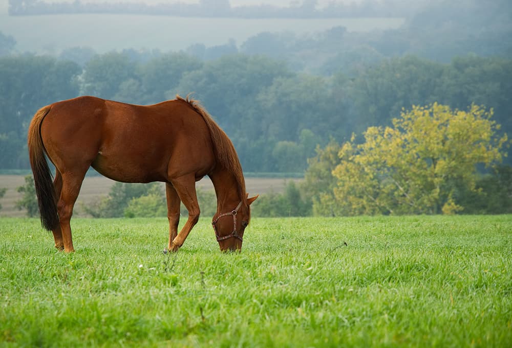草を食べる馬のイメージ