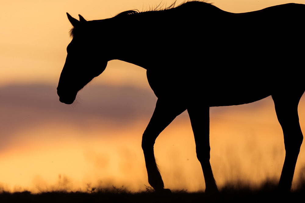 夕日と馬のイメージ