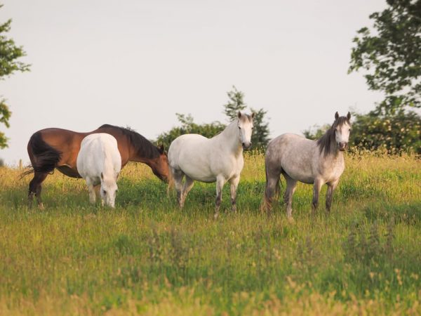 草原にいる4頭の馬のイメージ 