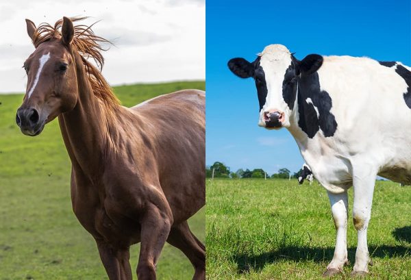 馬と牛のイメージ