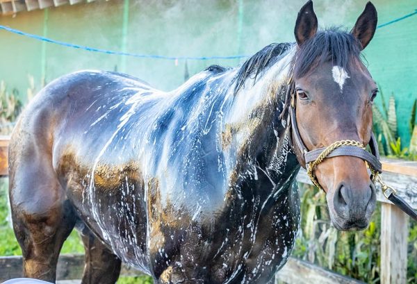 体を洗われている馬のイメージ