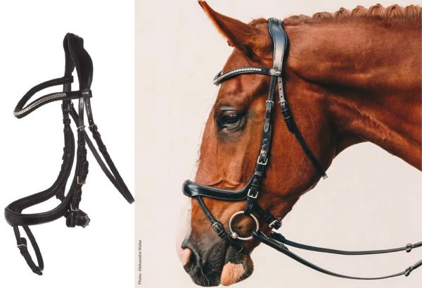馬と頭絡のイメージ