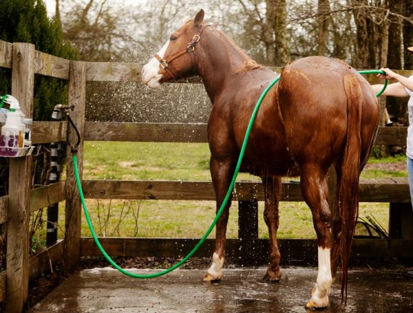 体を洗われている馬のイメージ 