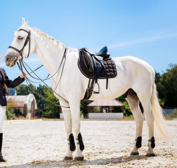白い馬と馬装のイメージ
