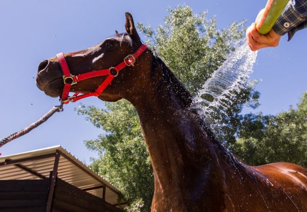 水を浴びる馬のイメージ