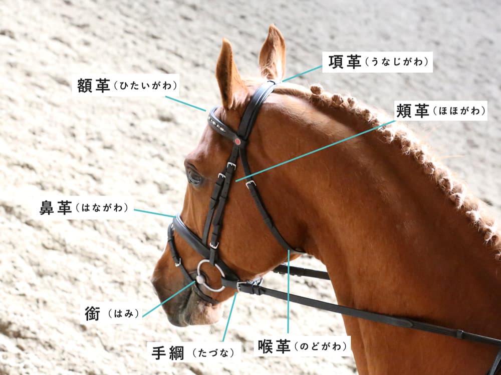 初心者でも理解できる!頭絡(とうらく)の付け方をマスターしよう