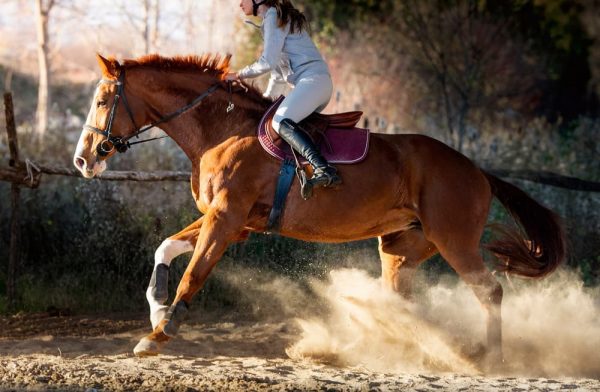 馬と馬に乗る女性のイメージ
