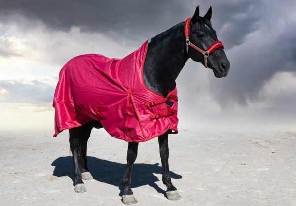 馬着を着た黒い馬のイメージ 