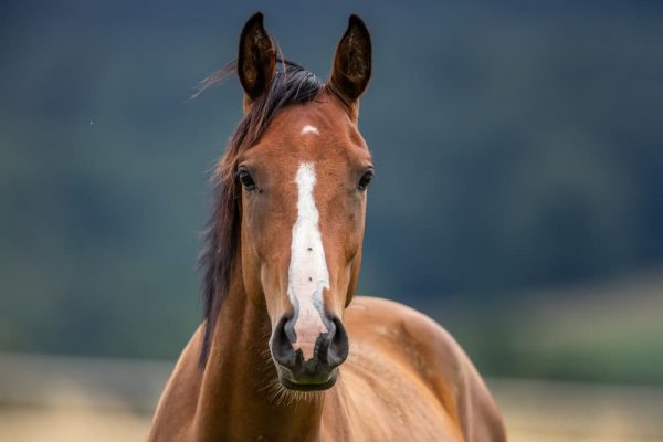 顔に模様のある馬のイメージ
