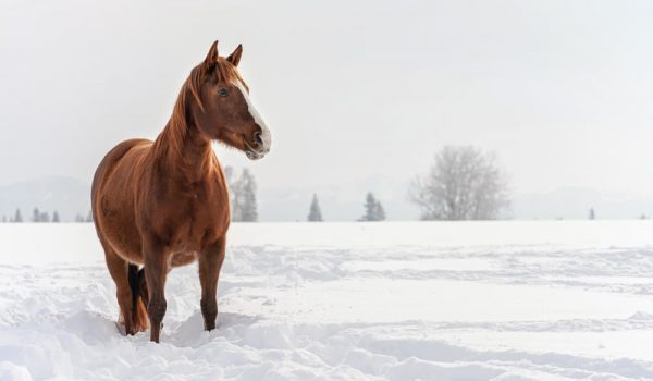 雪の中に立つ馬のイメージ