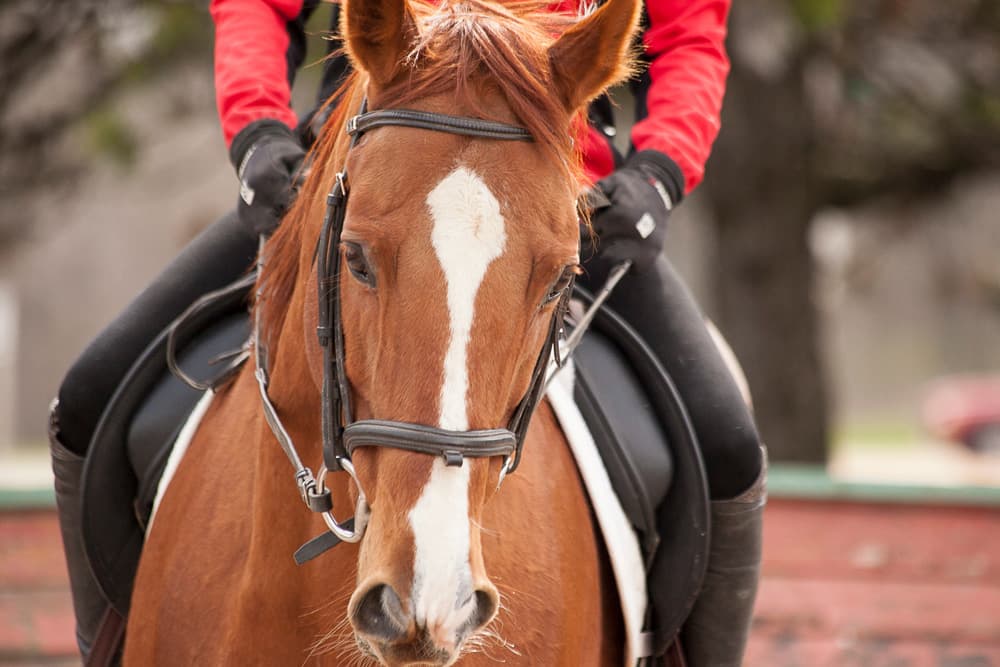 乗馬の正反動がうまくなるコツ・練習方法を徹底解説
