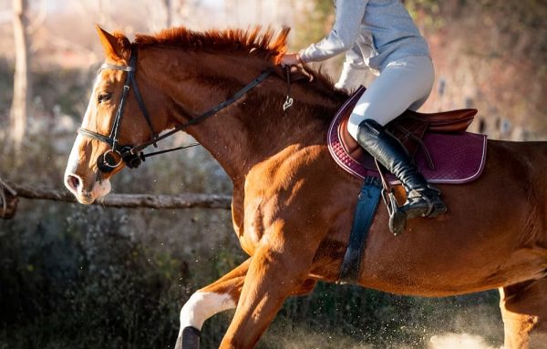 乗馬用のキュロットのイメージ
