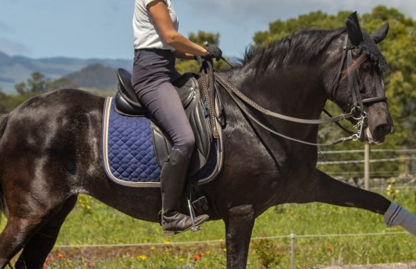 乗馬用の鞍のイメージ 