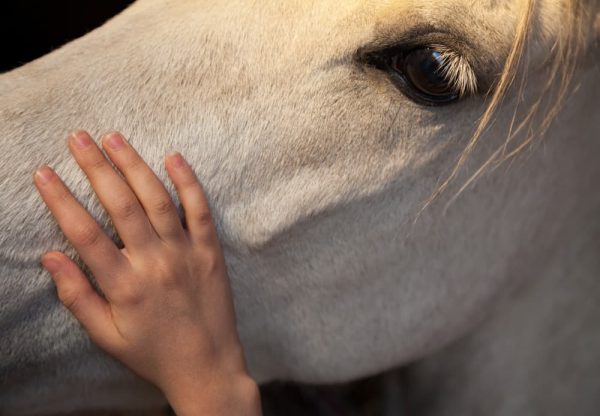 魅力① 馬と触れ合えて癒されるのイメージ 