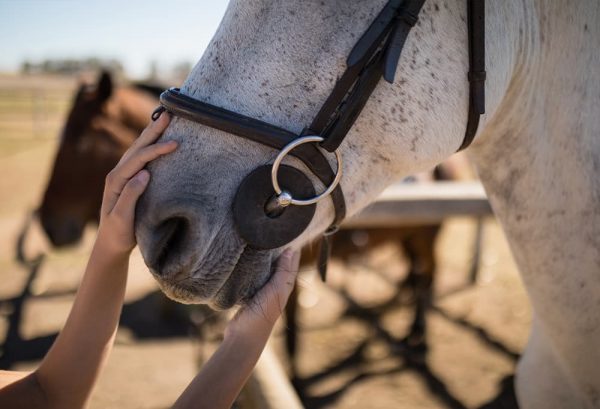 馬の「撫で方」「触り方」。撫でられて喜ぶ場所や上手なスキンシップについてのイメージ