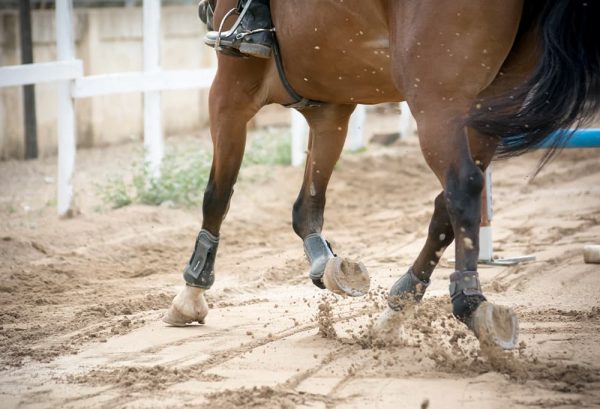 馬の歩き方、走り方の種類を学ぼう！のイメージ