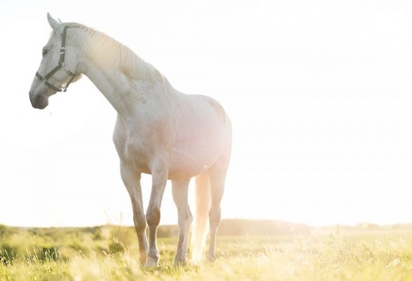 馬は実は小動物だった？馬の祖先と馬の進化についてのイメージ