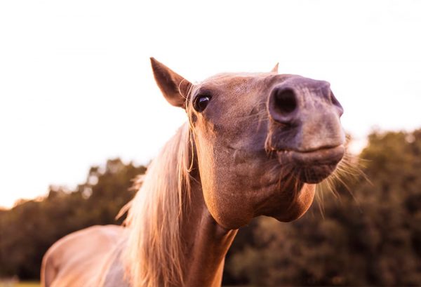 馬に見られる悪い癖？「さく癖（さくへき）・グイッポ」についてのイメージ