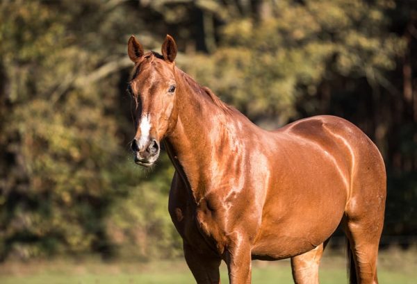 夢に馬が現れると幸運が訪れる？！馬の夢の夢占いをご紹介！のイメージ