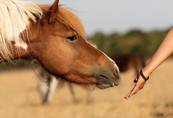 馬は人間に懐く？早く馬に懐いてもらうポイントとはのイメージ