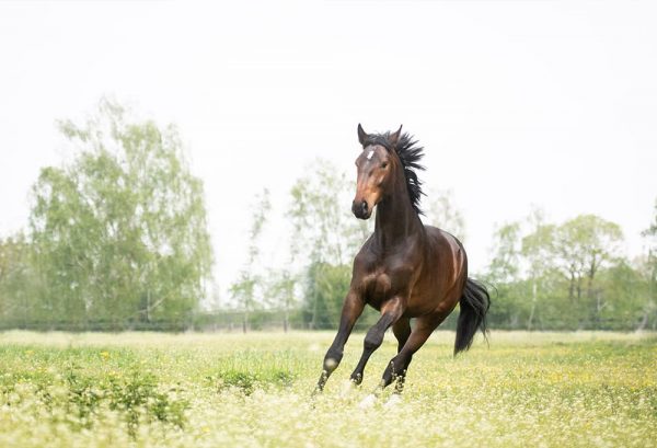 夢に馬が現れると幸運が訪れる？！馬の夢の夢占いをご紹介！のイメージ