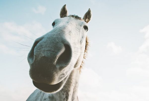馬の顔はどうして長い？馬の顔の不思議のイメージ