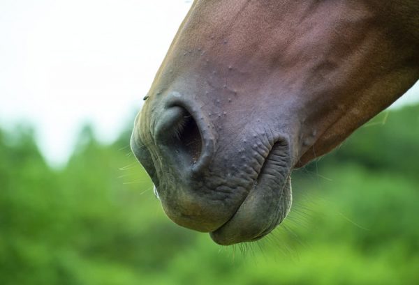 馬の顔はどうして長い？馬の顔の不思議のイメージ