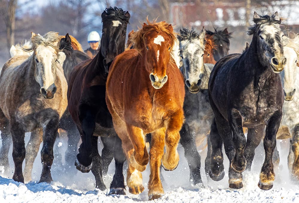 北海道の冬の風物詩。「馬追い運動」についてのイメージ