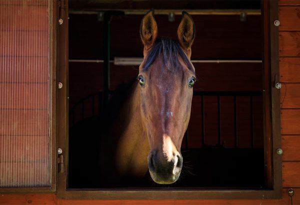 乗馬愛好家の夢！馬を飼う・馬と暮らすために必要なもののイメージ