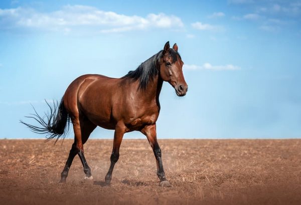 馬が人参好きなのはなぜ？馬の食べ物あれこれのイメージ