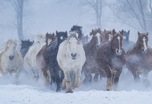 北海道の冬の風物詩。「馬追い運動」についてのイメージ