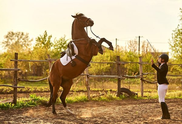 馬に絶対にしてはいけない！覚えておきたい危険な行為 4選のイメージ