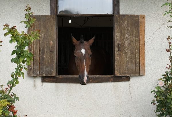 乗馬愛好家の夢！馬を飼う・馬と暮らすために必要なもののイメージ