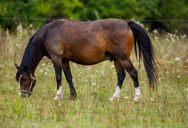 乗馬愛好家の夢！馬を飼う・馬と暮らすために必要なもののイメージ