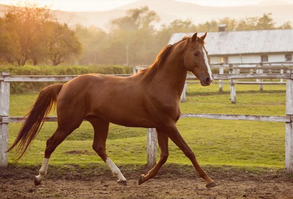 乗馬愛好家の夢！馬を飼う・馬と暮らすために必要なもののイメージ