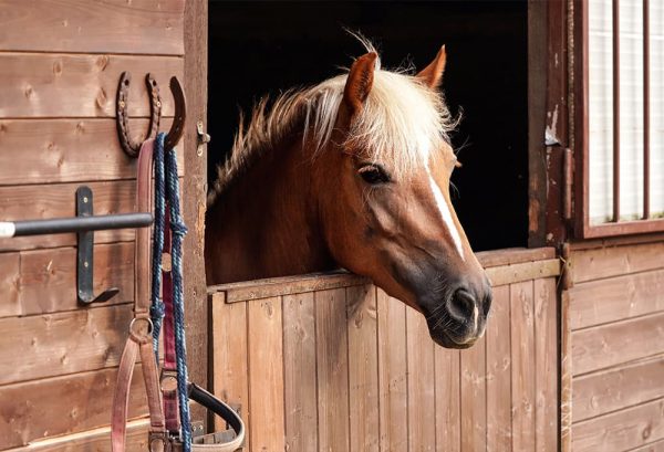 乗馬愛好家の夢！馬を飼う・馬と暮らすために必要なもののイメージ