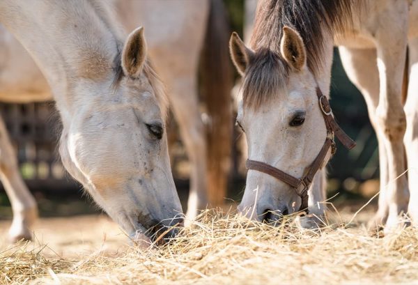 馬が人参好きなのはなぜ？馬の食べ物あれこれのイメージ