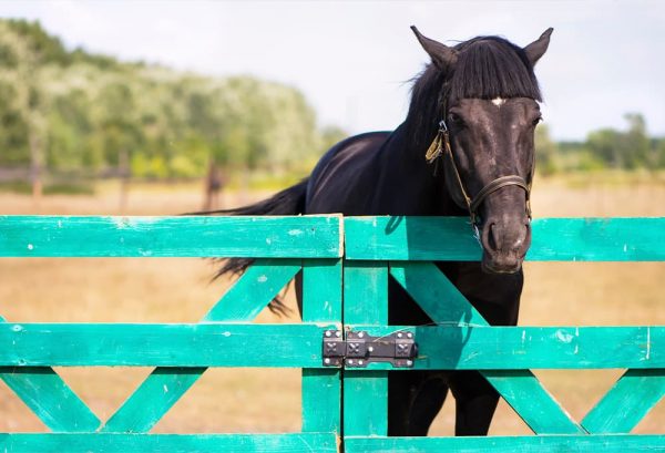 乗馬愛好家の夢！馬を飼う・馬と暮らすために必要なもののイメージ