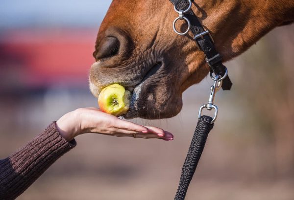 馬が人参好きなのはなぜ？馬の食べ物あれこれのイメージ