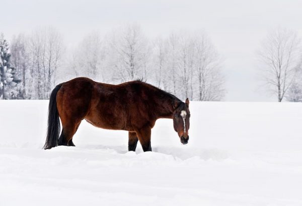 北海道の冬の風物詩。「馬追い運動」についてのイメージ