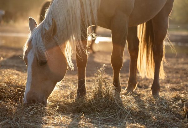 乗馬愛好家の夢！馬を飼う・馬と暮らすために必要なもののイメージ